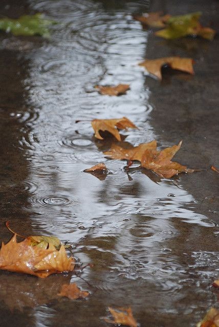 Rainy Path - French: "Chemin de Pluie" Tranqil bac...