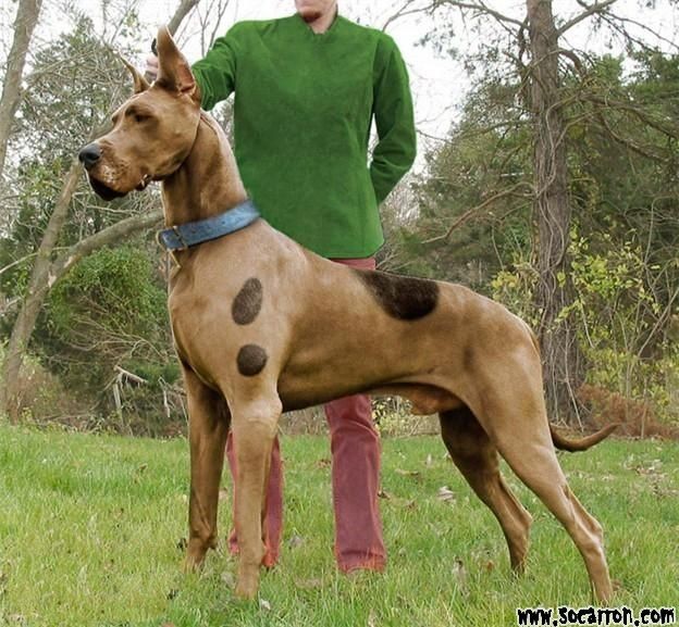 The REAL Scooby-Doo!!