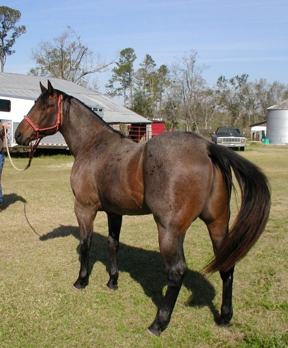 quarter horse, there's nothing like a quarter hors...