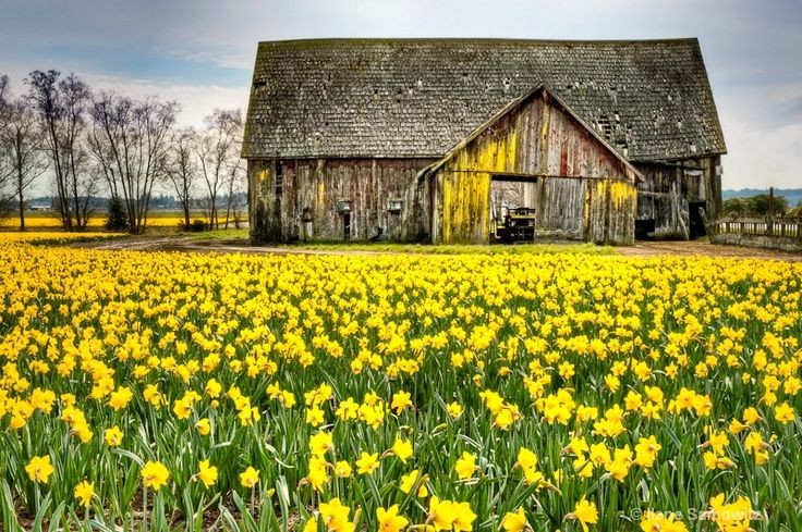 Love how the barn has yellow accents to match the...