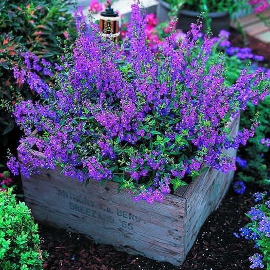 Adding to my flower garden this year! Angelonia -I...
