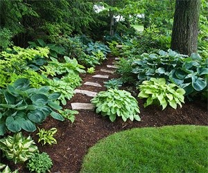 Nice variety of hostas and a stone path in the sha...