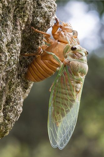 A cicada climbing out of its old shed exoskeleton...