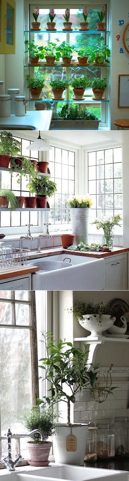 Do you grow herbs in your kitchen? One of the...