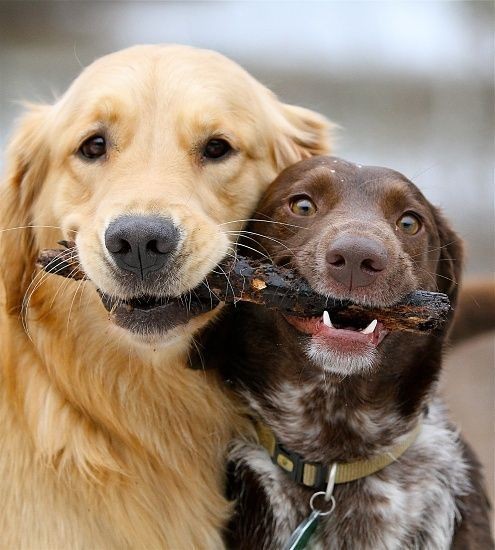 This Golden Retriever and German Shorthaired Point...
