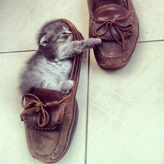 I will try this shoe first, but I am afraid somebo...