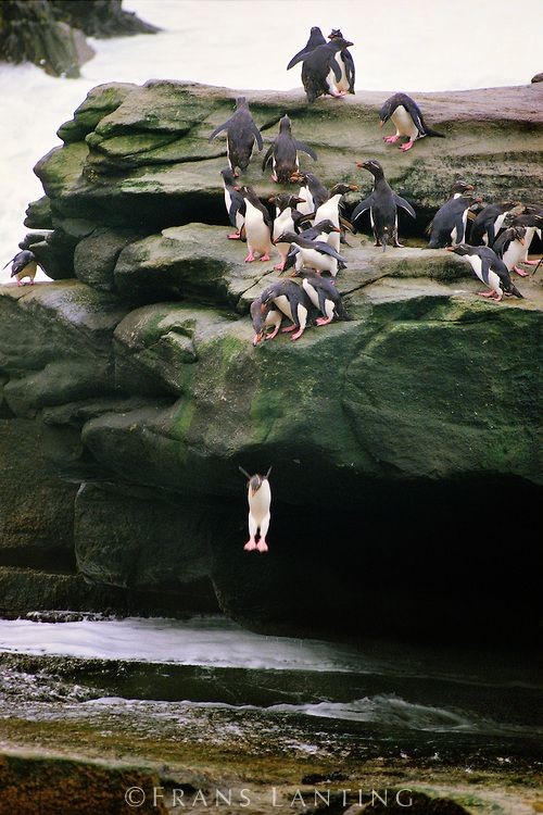 Rockhopper penguins jumping into ocean, Eudyptes c...