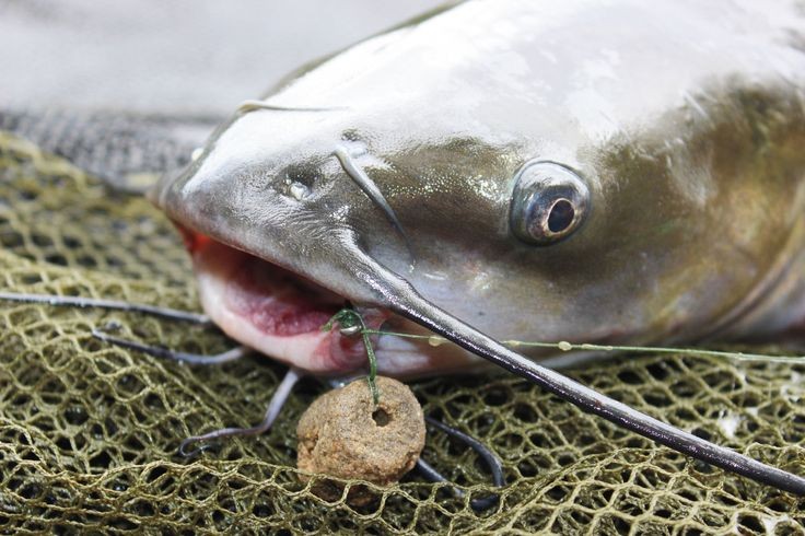 European Baits For Catfish - In-Fisherman