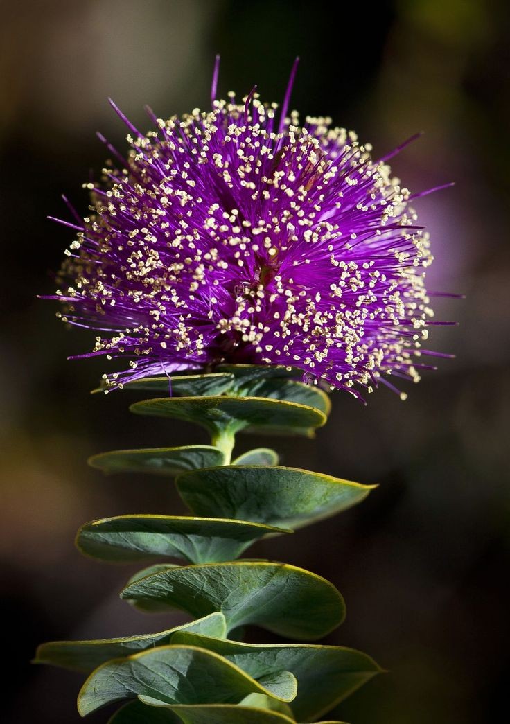 ~~Eremaea Violacea ~ springtime in Western Austral...