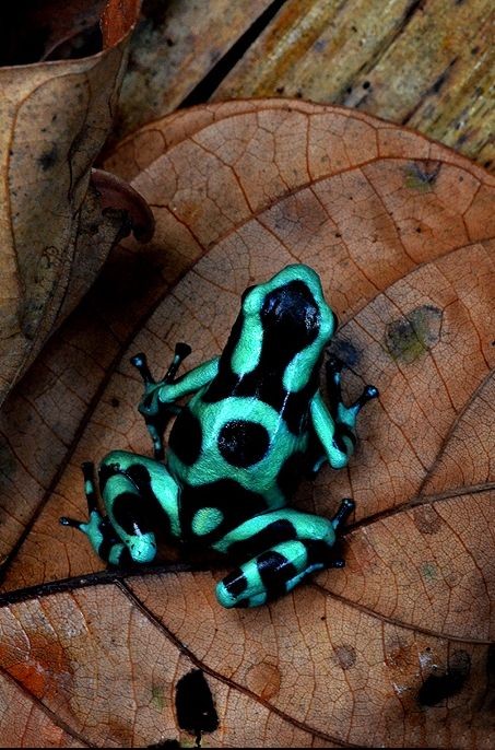 Poison dart frog (Dendrobates Aratus), Costa Rica...