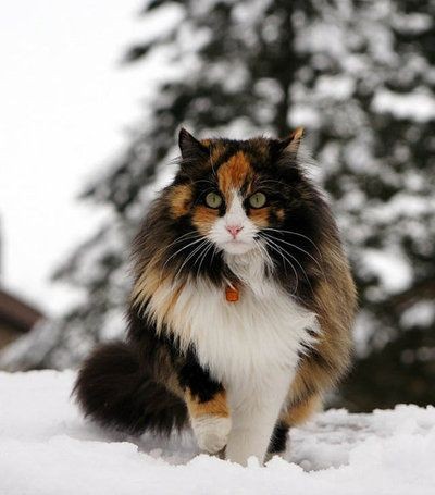 "It is with the approach of Winter that cats wear...