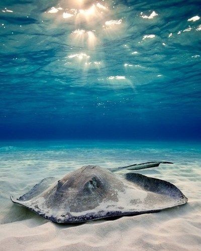 An amazing animal and yet the sting ray took one l...