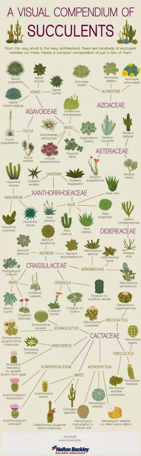A Visual Compendium of Succulents... - From Moon t...
