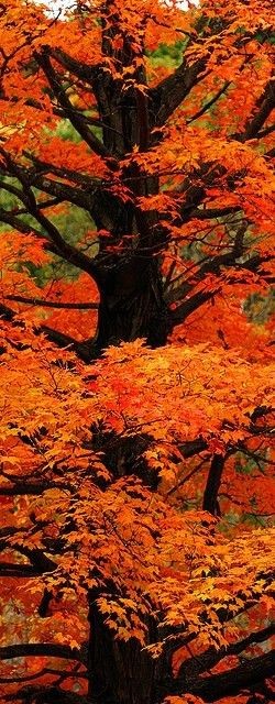 ✯ Tree of Orange - Sterling, Massachusetts
