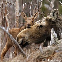 Help Protect Moose from Dirty Oil