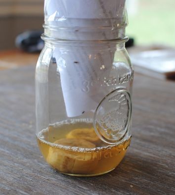 Fruit Fly Trap 1 How to Get Rid of Gnats and Fruit...