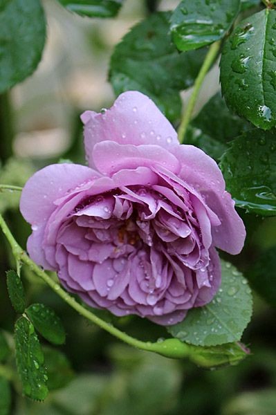 Climbing Rose: Rosa 'Rainy Blue' (Germany, c.2012)