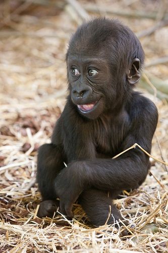 Baby gorilla 'Shambe' at Artis Zoo, Amsterdam, The...