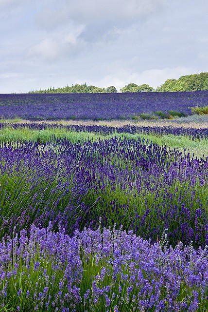 Snowshill lavender 2 by angus.crossley, via Flickr