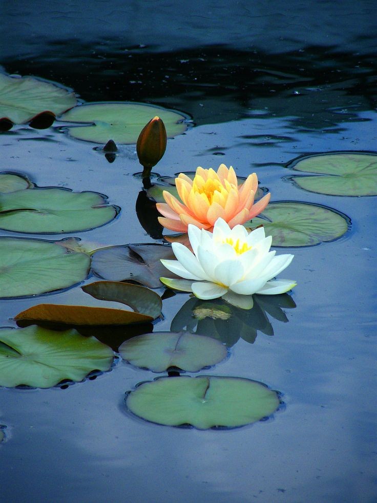 Water lilies - my favourite ( well, one of my many...