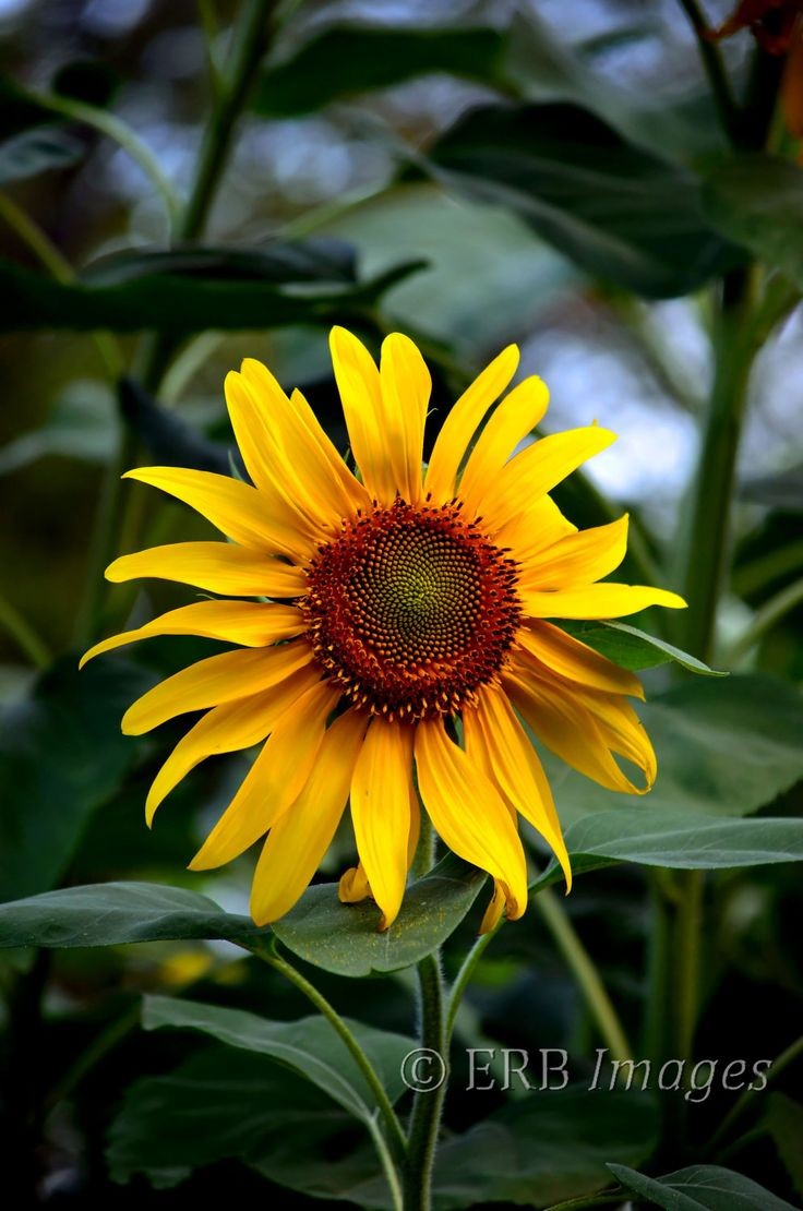 Sunflower Fine Art Photograph Garden Flower - pinn...