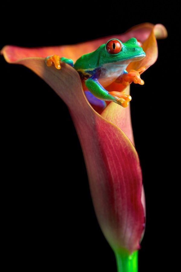 ~~calla lily and the frog by Mark Bridger~~