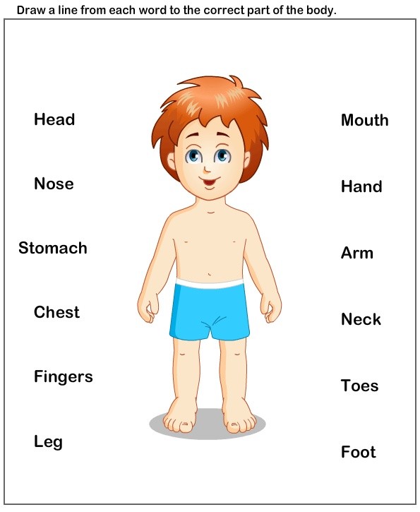 science Worksheets - preschool Worksheets - Body P...