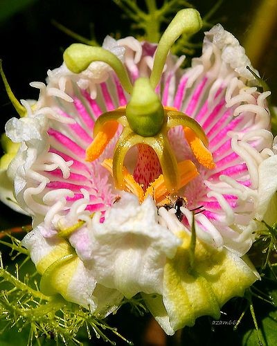 Bunga Letup-letup (Passiflora foetida) by azam667...