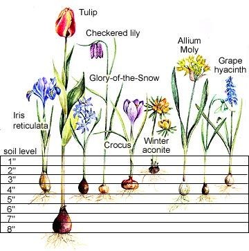 Planting Charts for Spring-Flowering Bulbs  This h...