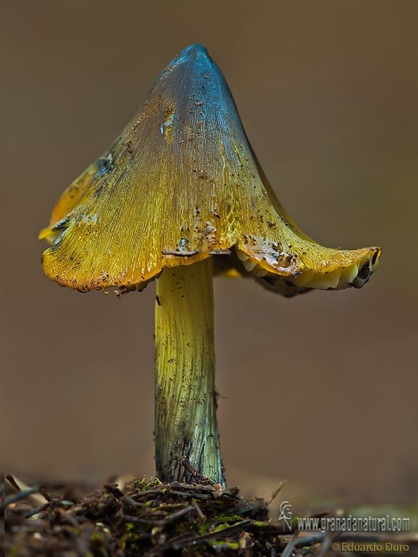 Persistent Waxcap (Hygrocybe acutoconica) ~ By Edu...