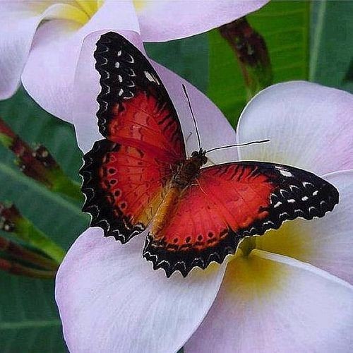 Red-lacewing Butterfly ~ Miks' Pics "Butterflies a...
