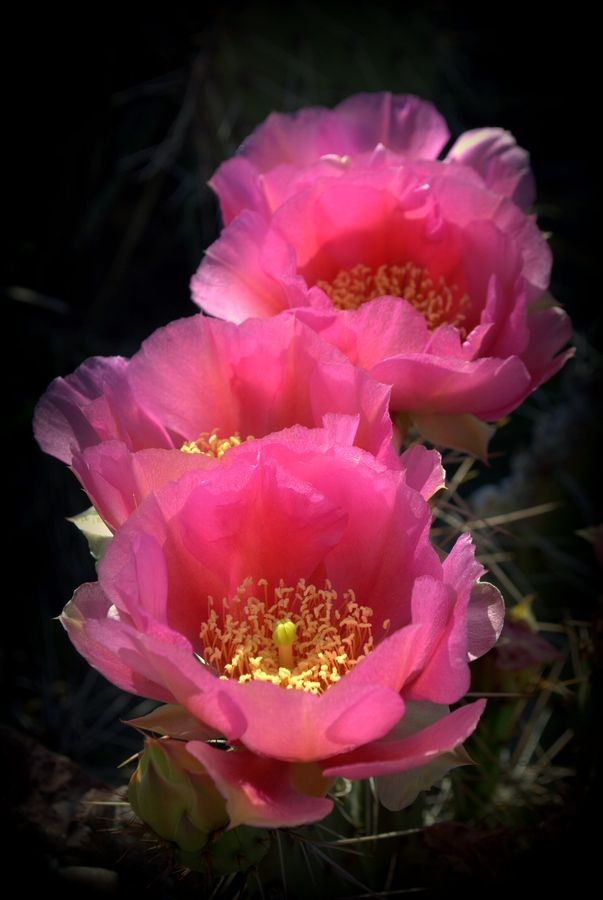 Opuntia Cactus Flowers ~ Miks' Pics "Flowers ll" b...