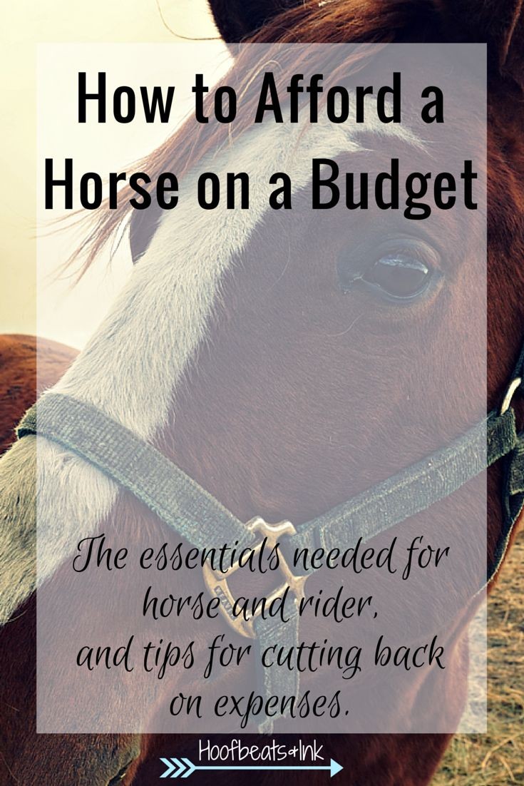 How to afford a horse on a budget. The essentials...