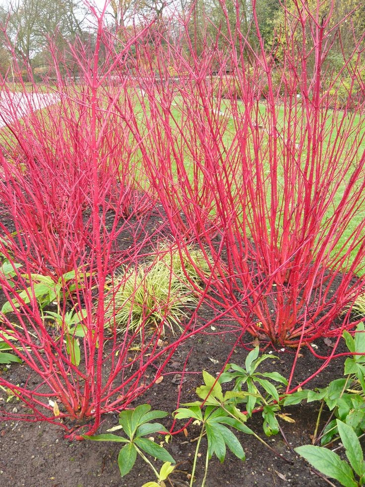 Siberiane Coral Dogwood - Red branches for winter...