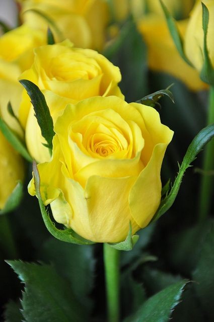 Yellow roses :)...I carried three long stem yellow...