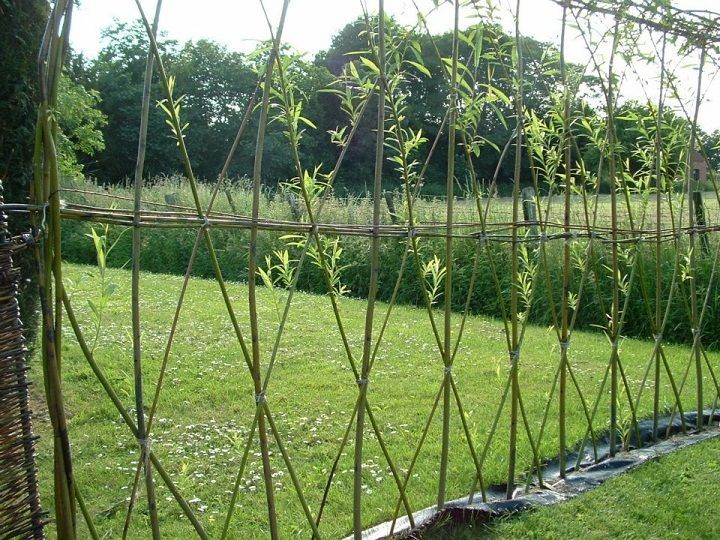 "How to make a living willow hedge" ~  Almost all...