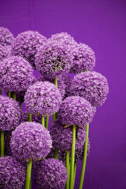 I love Allium...hard to believe it is a 'lily', re...