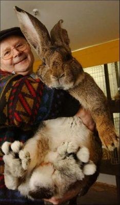 Herman—a giant German rabbit—may be th...