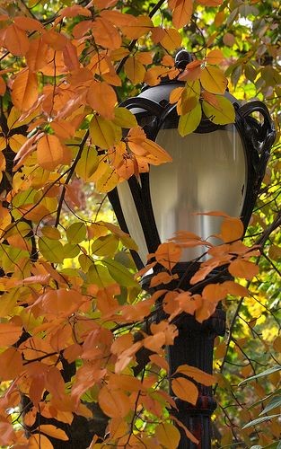 Central Park lamp post with changing leaves, New Y...