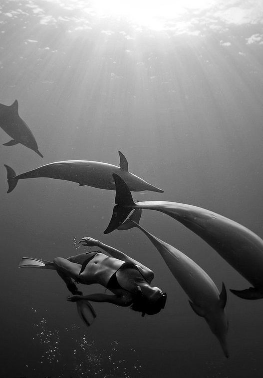 swimming with dolphins (in the WILD)
