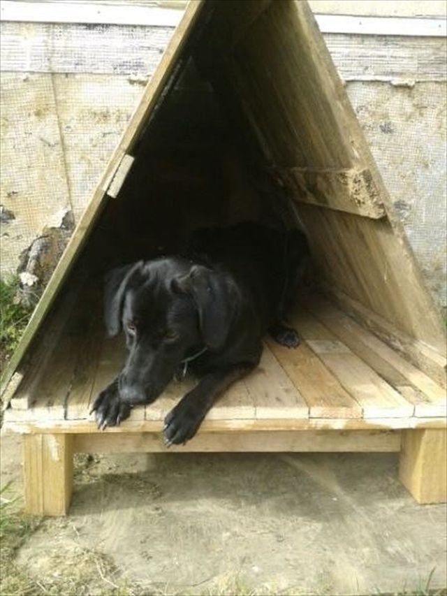 pallet dog house - fill with warm bedding or cedar...