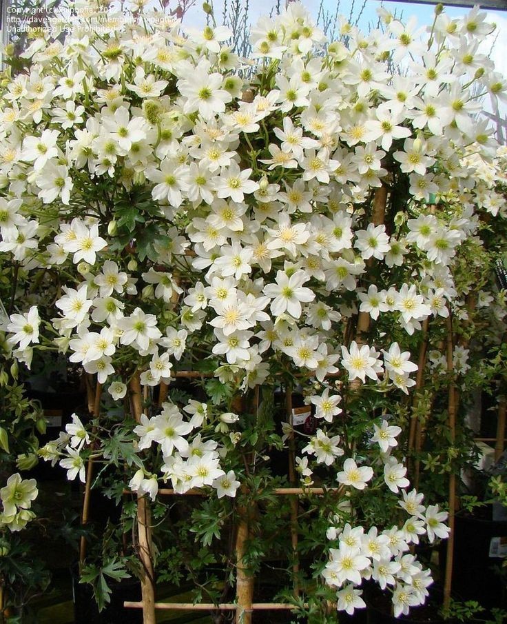 Evergreen, Early, Large-flowered Clematis 'Avalanc...