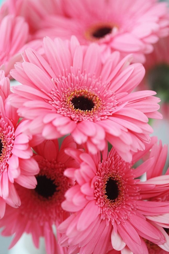 Pink daisies. Despite the fact that I don't really...
