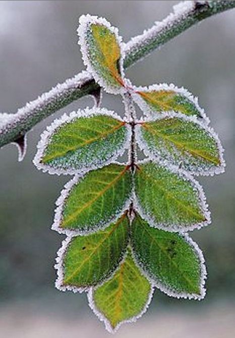 The frost stings sweetly with a burning kiss  As i...