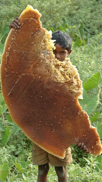 Massive chunk of wild honeycomb! Photo by: Tarsh a...