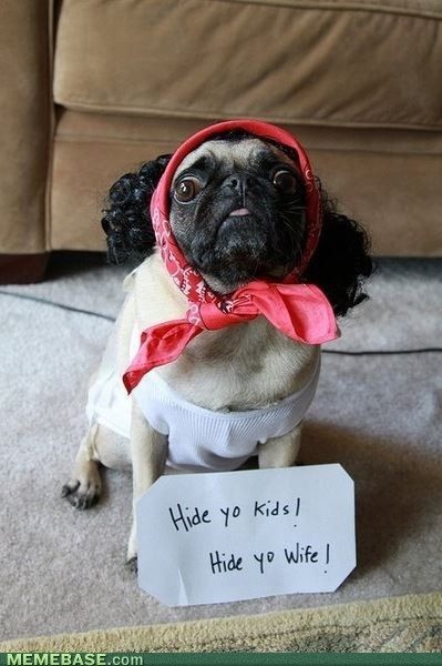 this is just too funny.  that poor pug looks so mi...