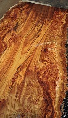 English Wych Elm Slabs- a gorgeous burled log!