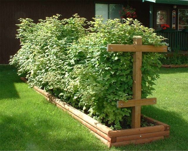 Raspberry bushes in a raised bed. we need to do th...