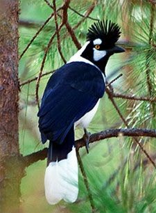 Tufted Jay - Cyanocorax dickeyi - is a species of...
