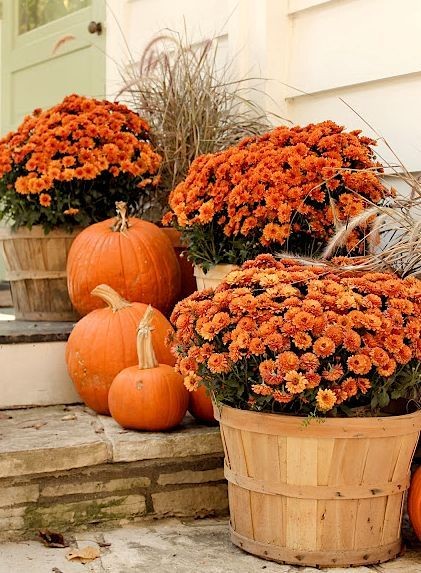 I need to check this out! My patio needs fall colo...